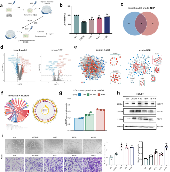 Dl-3-n-butylphthalide promotes angiogenesis in ischemic stroke mice through upregulating autocrine and paracrine sonic hedgehog