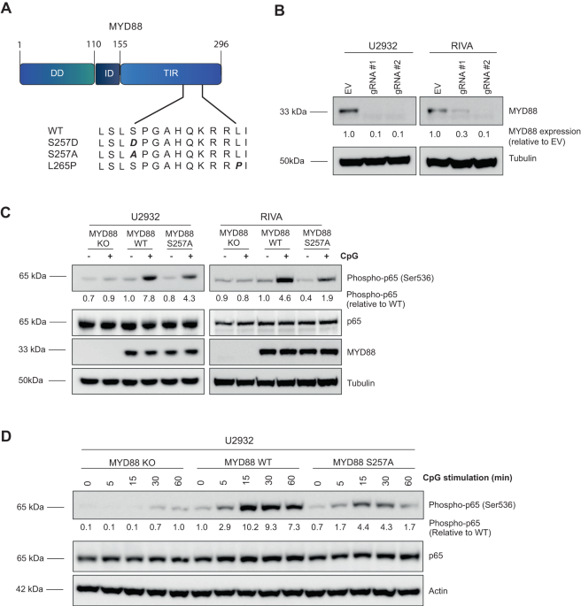 The oncogenic human B-cell lymphoma MYD88 L265P mutation genocopies activation by phosphorylation at the Toll/interleukin-1 receptor (TIR) domain