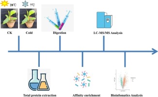 Ubiquitylome analysis reveals the involvement of ubiquitination in the cold responses of banana seedling leaves