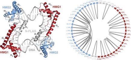 Structure and dynamics of the mitochondrial DNA-compaction factor Abf2 from S. cerevisiae