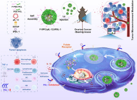Immunostimulatory gene therapy combined with checkpoint blockade reshapes tumor microenvironment and enhances ovarian cancer immunotherapy
