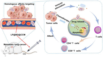 Cancer cell membrane-coated bacterial ghosts for highly efficient paclitaxel delivery against metastatic lung cancer