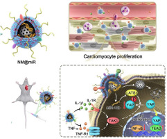 Hippo pathway-manipulating neutrophil-mimic hybrid nanoparticles for cardiac ischemic injury via modulation of local immunity and cardiac regeneration