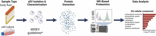 Proteomics analysis of circulating small extracellular vesicles: focus on the contribution of EVs to tumor metabolism.
