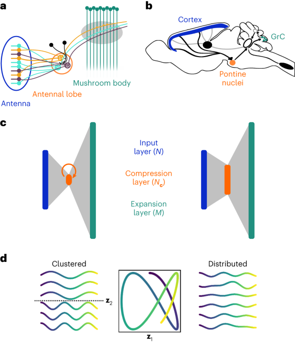 Optimal routing to cerebellum-like structures