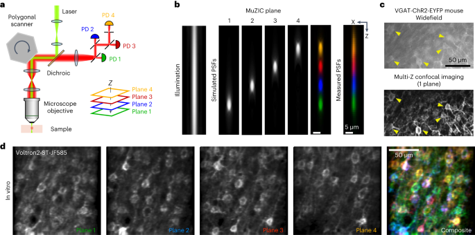 High-speed multiplane confocal microscopy for voltage imaging in densely labeled neuronal populations