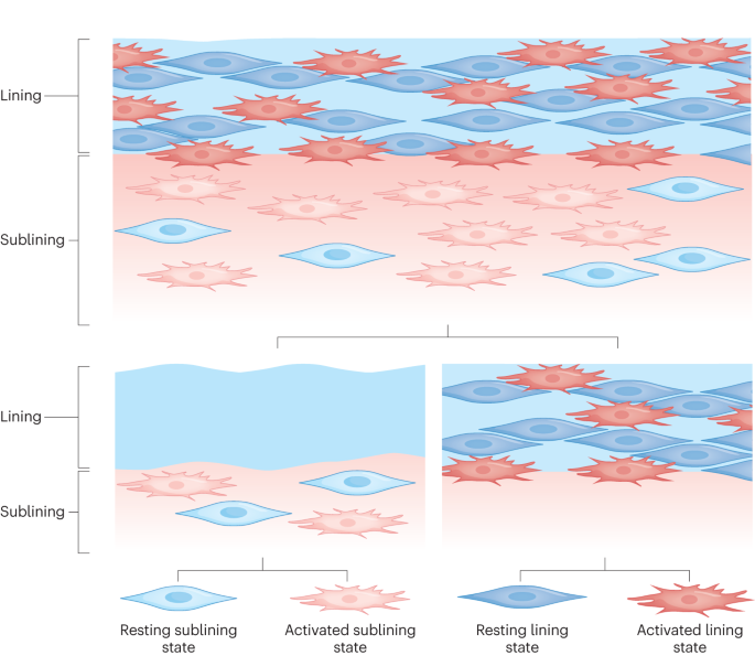 Fibroblast multiplicity in RA: a synovial state of affairs