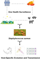 One health genomic insights into the host-specific evolution and cross-host transmission of Staphylococcus aureus in animal farm environments, food of animal origin, and humans