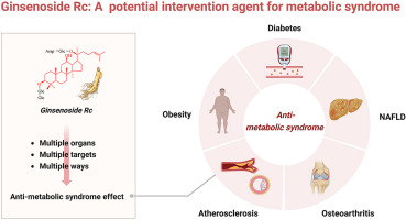 Ginsenoside Rc: A potential intervention agent for metabolic syndrome