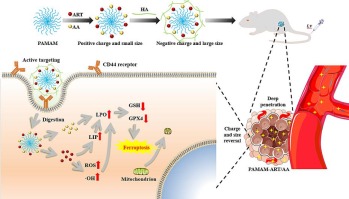 Artesunate carriers induced ferroptosis to overcome biological barriers for anti-cancer