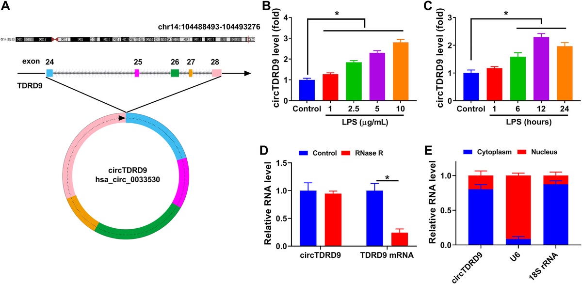 CIRCTDRD9 CONTRIBUTES TO SEPSIS-INDUCED ACUTE LUNG INJURY BY ENHANCING THE EXPRESSION OF RAB10 VIA DIRECTLY BINDING TO MIR-223-3P