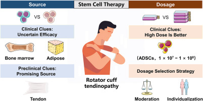 Stem cell-based therapeutic strategies for rotator cuff tendinopathy