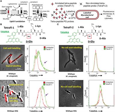 'Targeting' The Search: An Upgraded Structural And Functional ...