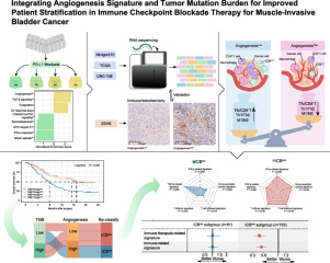 Integrating angiogenesis signature and tumor mutation burden for improved patient stratification in immune checkpoint blockade therapy for muscle-invasive bladder cancer