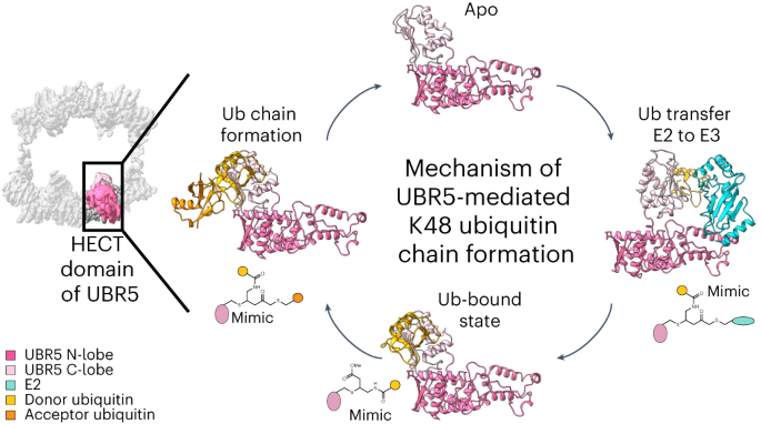 Structural snapshots along K48-linked ubiquitin chain formation by the HECT E3 UBR5