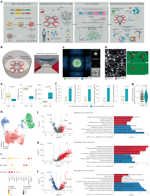 Infiltrating CD8+ T cells exacerbate Alzheimer’s disease pathology in a 3D human neuroimmune axis model