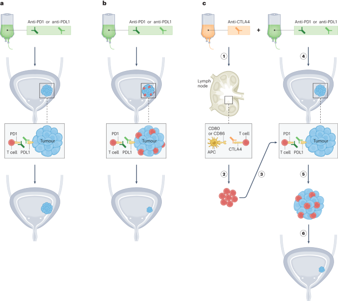 Turning up the heat: CTLA4 blockade in urothelial cancer