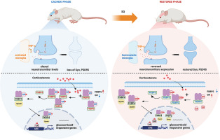 Shenqi Fuzheng injection alleviates chemotherapy-induced cachexia by restoring glucocorticoid signaling in hypothalamus