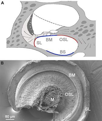Heterogeneity in macrophages along the cochlear spiral in mice: insights from SEM and functional analyses