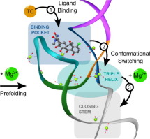 Magnesium Ion-Driven Folding and Conformational Switching Kinetics of Tetracycline Binding Aptamer: Implications for in vivo Riboswitch Engineering