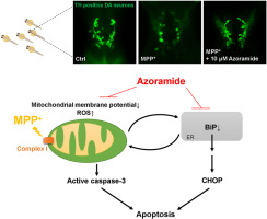 Azoramide prevents MPP+-induced dopaminergic neuronal death via upregulating ER chaperone BiP expression