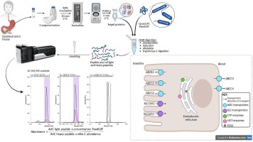 Quantification of drug metabolising enzymes and transporter proteins in the paediatric duodenum via LC-MS/MS proteomics using a QconCAT technique