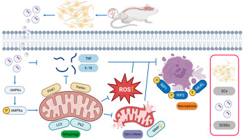 Exosomes derived from schwann cells alleviate mitochondrial dysfunction and necroptosis after spinal cord injury via AMPK signaling pathway-mediated mitophagy