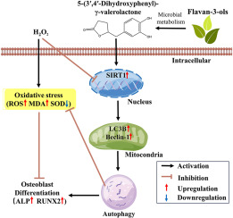 5-(3′,4′-dihydroxyphenyl)-γ-valerolactone, a microbiota metabolite of flavan-3-ols, activates SIRT1-mediated autophagy to attenuate H₂O₂-induced inhibition of osteoblast differentiation in MC3T3-E1 cells