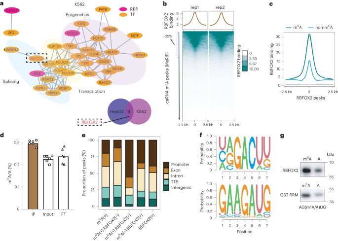 RBFOX2 recognizes N6-methyladenosine to suppress transcription and block myeloid leukaemia differentiation