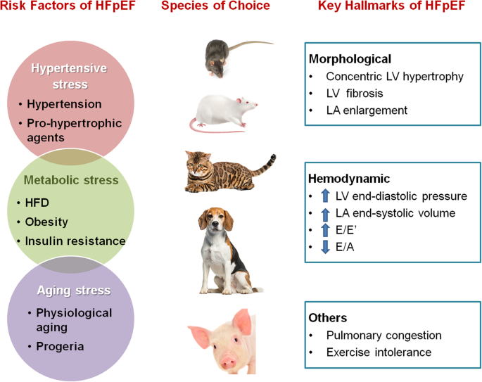 Animal models of heart failure with preserved ejection fraction (HFpEF): from metabolic pathobiology to drug discovery