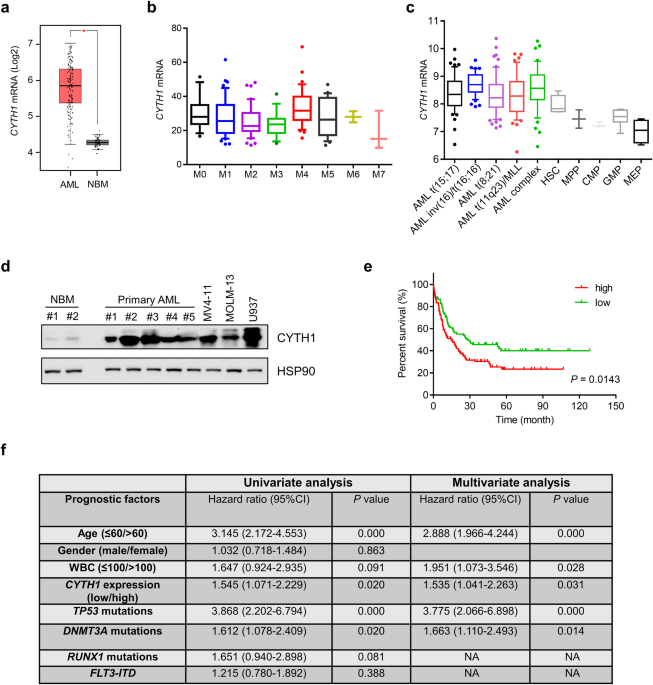 Targeting cytohesin-1 suppresses acute myeloid leukemia progression and overcomes resistance to ABT-199