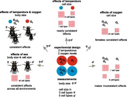 Oxygen and temperature affect cell sizes differently among tissues and between sexes of Drosophila melanogaster