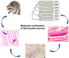 The same genotype of Sarcocystis neurona responsible for mass mortality in marine mammals induced a clinical outbreak in raccoons (Procyon lotor) 10 years later