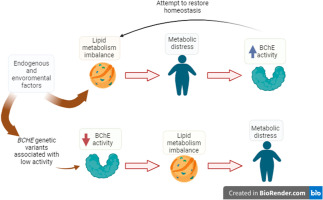 Butyrylcholinesterase and lipid metabolism: Possible dual role in metabolic disorders