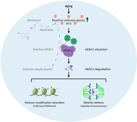 Melatonin ameliorates histone modification disorders in mammalian aged oocytes by neutralizing the alkylation of HDAC1