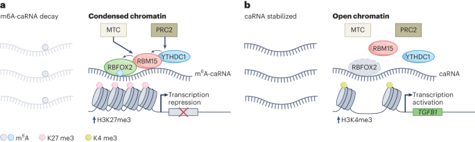A non-coding m6A reader promotes leukaemia