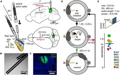 Differential optogenetic activation of the auditory midbrain in freely moving behaving mice