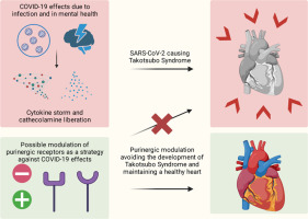Current Pharmacology and Modulation of the Purinergic System in Takotsubo Syndrome Triggered by Cytokine Storm