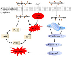 Protective effects of phosphocreatine on human vascular endothelial cells against hydrogen peroxide-induced apoptosis and in the hyperlipidemic rat model