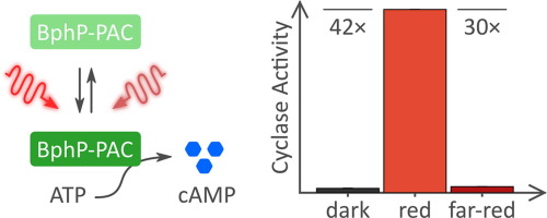 Engineering bacteriophytochrome-coupled photoactivated adenylyl cyclases for enhanced optogenetic cAMP modulation