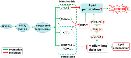 Maternal protein deficiency impairs peroxisome biogenesis and leads to oxidative stress and ferroptosis in liver of fetal growth restriction offspring