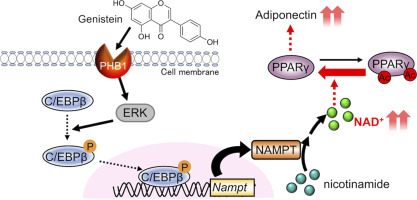 Genistein enhances NAD+ biosynthesis by upregulating nicotinamide phosphoribosyltransferase in adipocytes