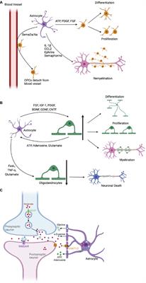 The role and potential therapeutic targets of astrocytes in central nervous system demyelinating diseases