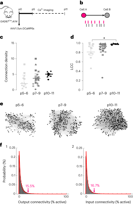 Prominent in vivo influence of single interneurons in the developing barrel cortex