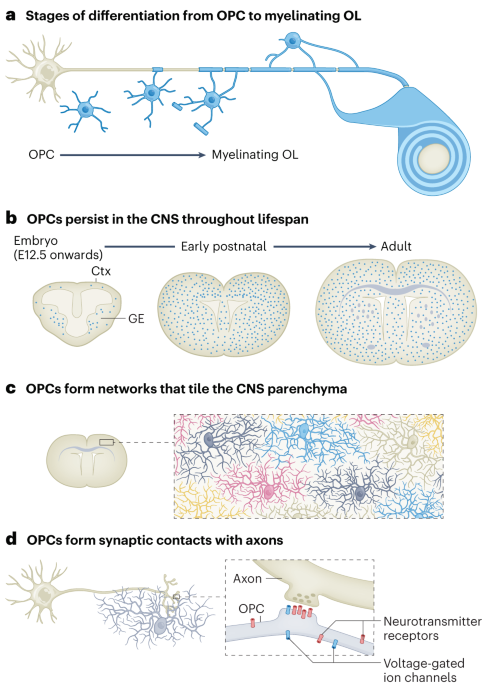 Myelination-independent functions of oligodendrocyte precursor cells in health and disease
