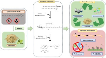 Recent advances and discoveries of microbial-based glycolipids: Prospective alternative for remediation activities