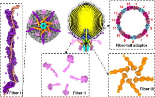 Asymmetric structure of podophage GP4 reveals a novel architecture of three types of tail fibers