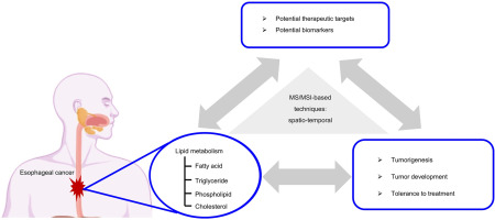 Lipid metabolism analysis in esophageal cancer and associated drug discovery