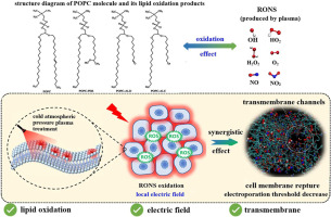 Molecular dynamics simulation of the transmembrane transport process of reactive species under the synergistic effect of plasma oxidation and an electric field