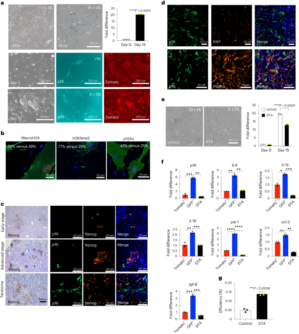 p16High senescence restricts cellular plasticity during somatic cell reprogramming